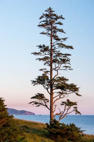 Oregon;Tree